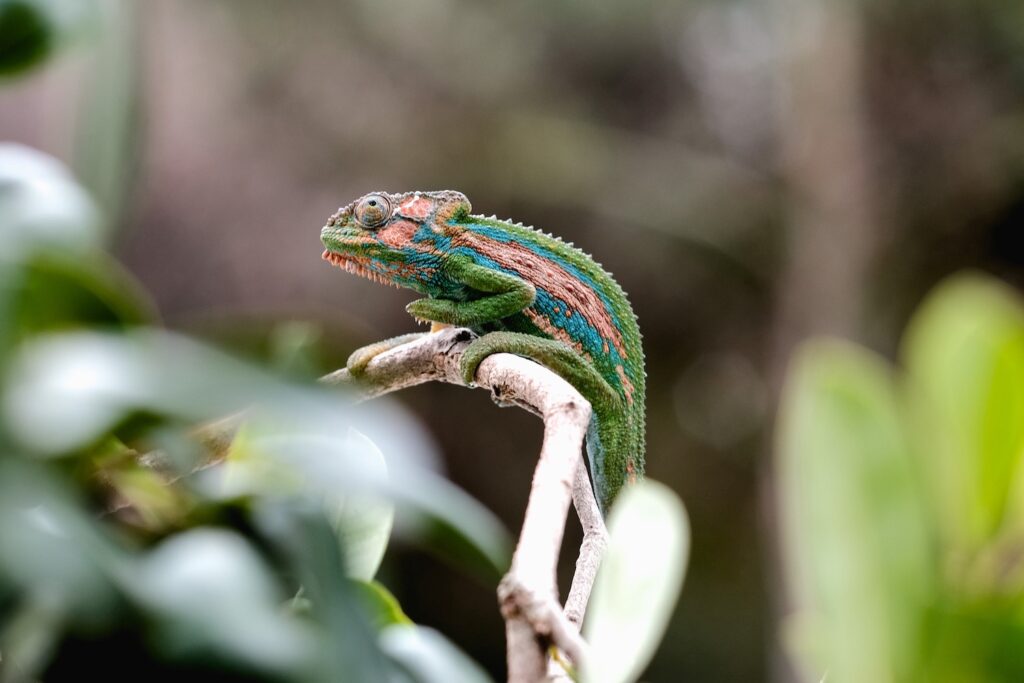 Chameleon perched on a branch – metaphor for adaptability and agility in small design studios, supporting article on flexible creative workflows.