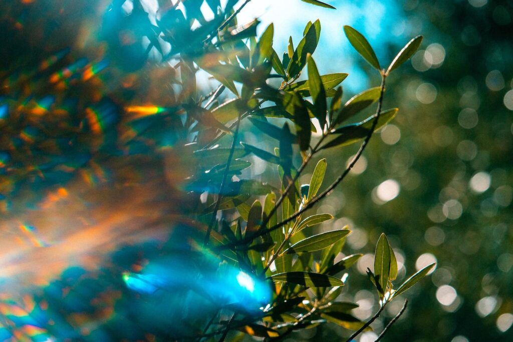 Abstract leaf imagery representing article "SEO foundations for sustainable long-term growth" – visual for article by Shrewsbury-based freelance designer David Payne.